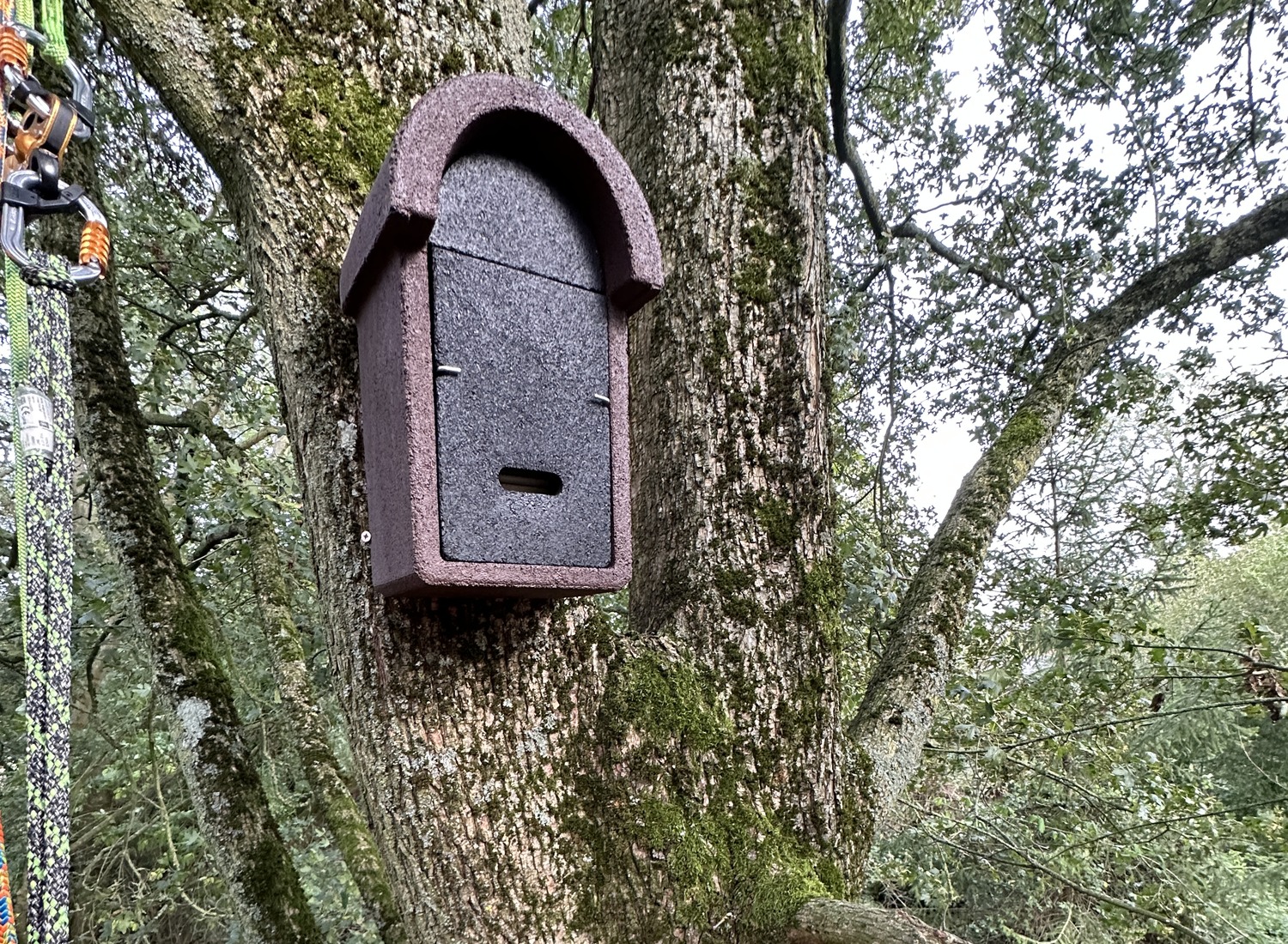 Bat boxes installed on tree during licensed survey